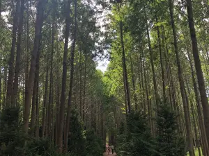 Beolyeong-ri Metasequoia Forest