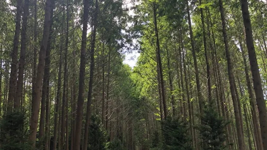 Beolyeong-ri Metasequoia Forest