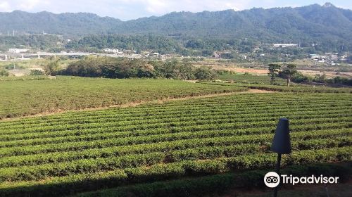 Tongluo Tea Factory