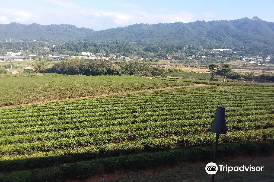 Tongluo Tea Factory