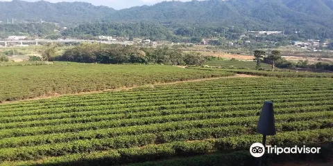 台灣農林 銅鑼茶廠