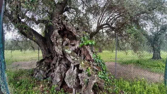 Olivo della Strega di Magliano in Toscana
