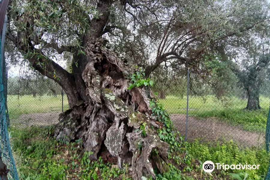 Olivo della Strega di Magliano in Toscana