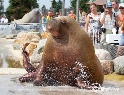 Dolfinarium