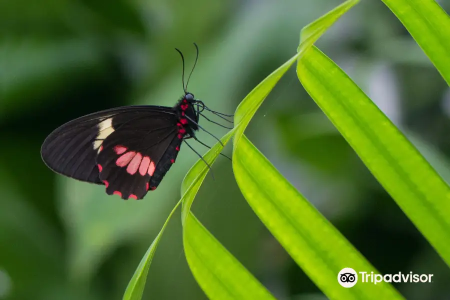 Butterfly House Karlovy Vary