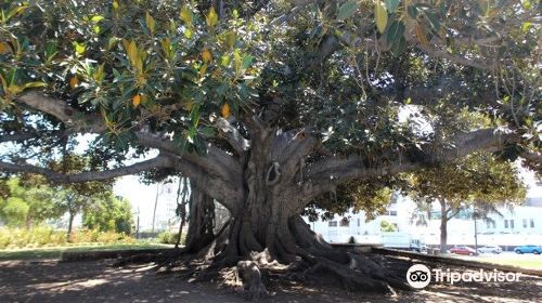 Moreton Bay Fig Tree