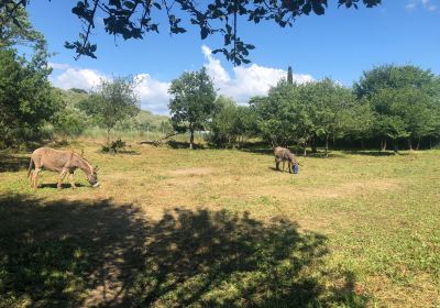 Donkey Rescue Center