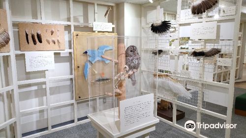 Kutchan Museum of Natural History