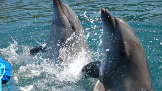 Muroto Dolphin Center