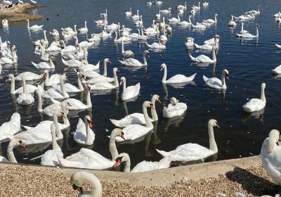 Abbotsbury Swannery