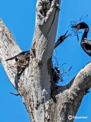 Heron and Cormorant Rookery