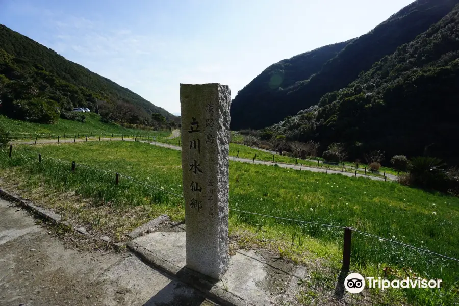 淡路島立川水仙郷