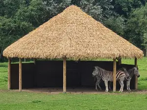 Зоопарк Ньюкей