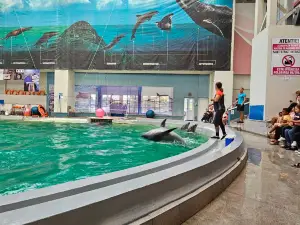 Constanța Dolphinarium