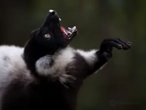 Monkeyland