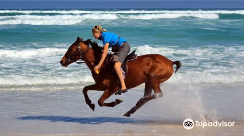 Pearly Beach Horse Trails