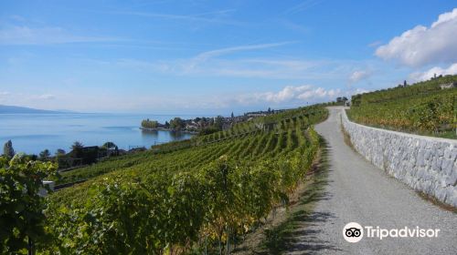 Lavaux Vineyard Terraces