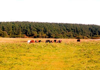 Kandachi Horses and Their Habitats