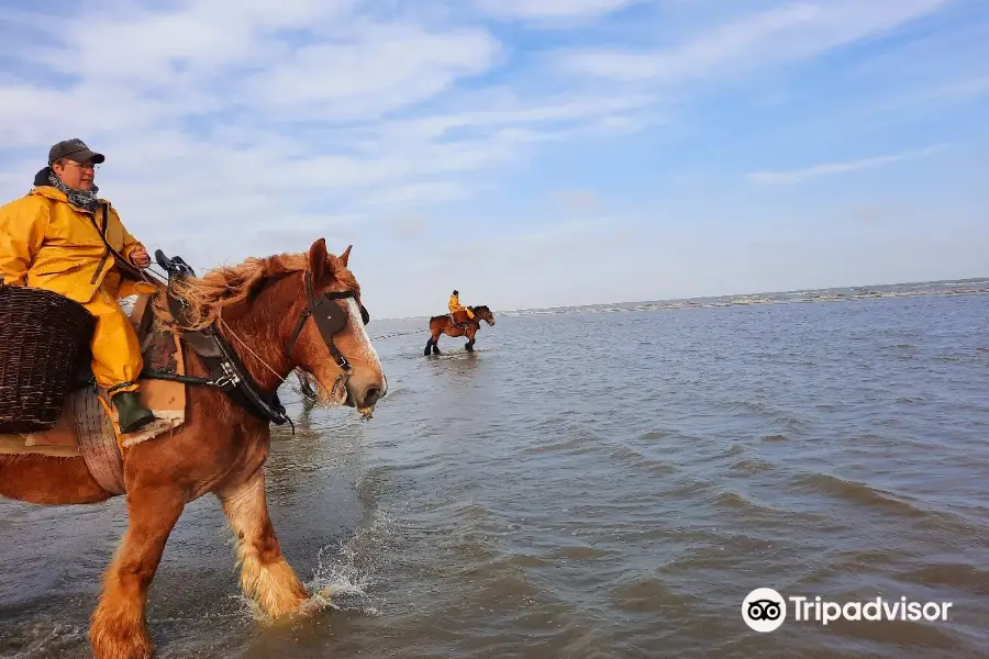 Paardevissers in Oostduinkerke