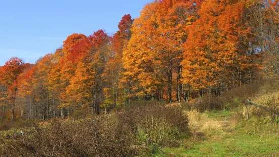 Sugarbush Farm