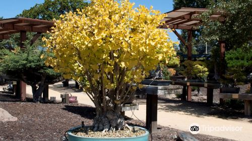 Bonsai Garden