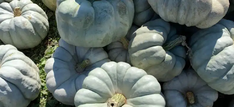 Hotéis em Hendricks County