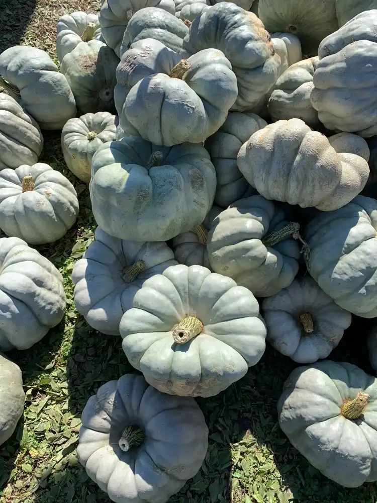 Hotels in Hendricks County