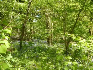 Bryngarw Country Park