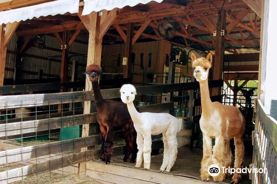 Apple Mountain Alpacas