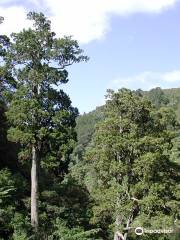 Paengaroa Scenic Reserve