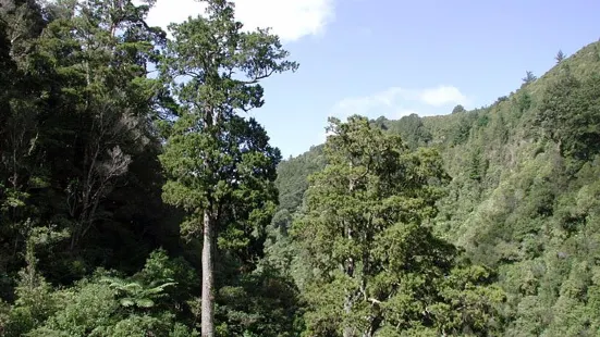Paengaroa Scenic Reserve