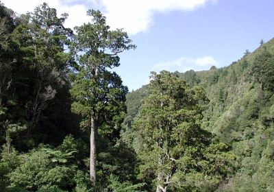 Paengaroa Scenic Reserve