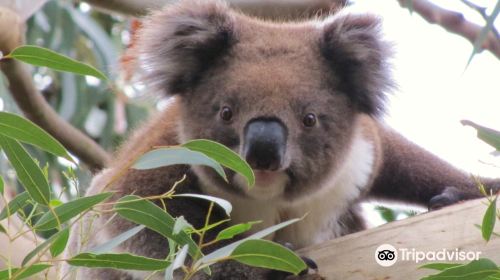 Jirrahlinga Dingo Conservation & Wildlife Education Centre