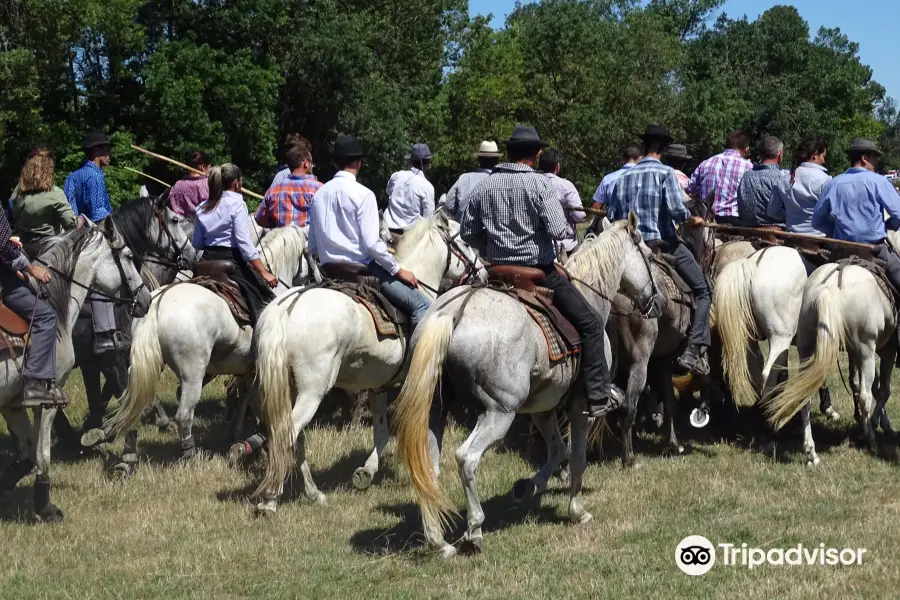 Les Calèches de Camargue