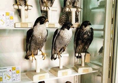 Foschi Ornithological Museum