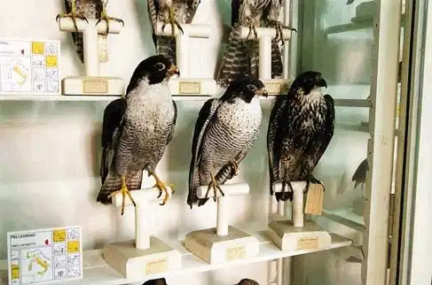 Hotels near Foschi Ornithological Museum