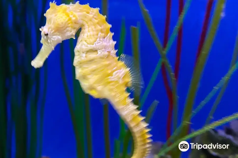 North Carolina Aquarium at Pine Knoll Shores