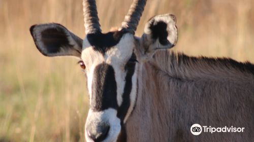 Nambiti Big 5 Private Game Reserve