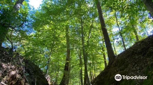 The Natchez Trace Parkway