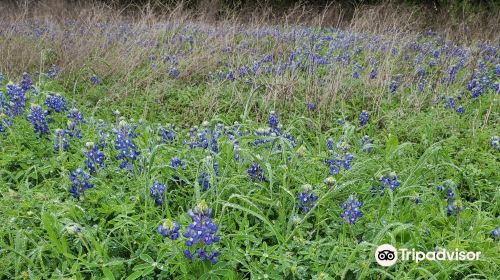 Brushy Creek Regional Trail