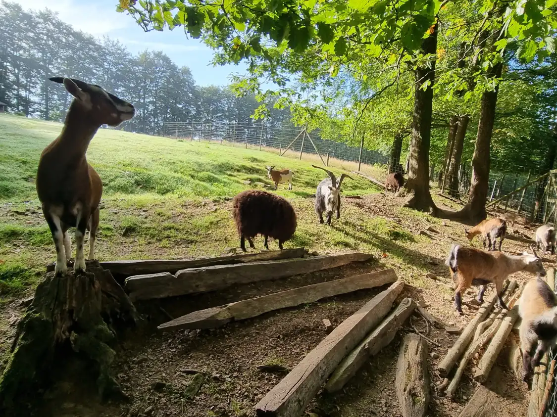 Parc a Gibier附近的飯店