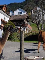 Lama- & Alpakahof Triesenberg