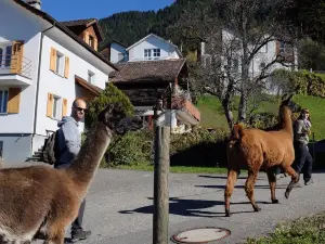 Lama- & Alpakahof Triesenberg