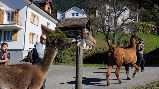 Lama- & Alpakahof Triesenberg