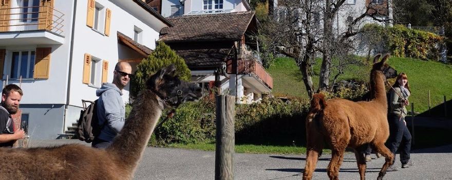 Lama- & Alpakahof Triesenberg