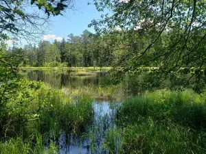 Brendan T. Byrne State Forest