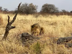 Africat