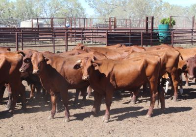 Barcaldine Tag Along Tours - Dunraven Station