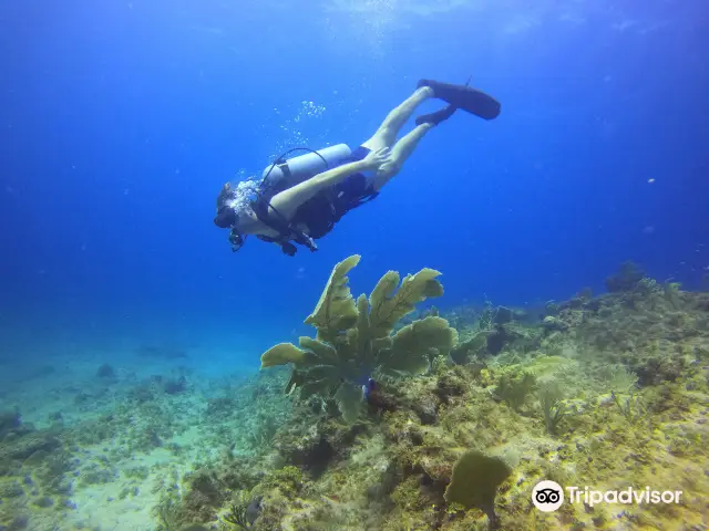 Diving in Punta Cana