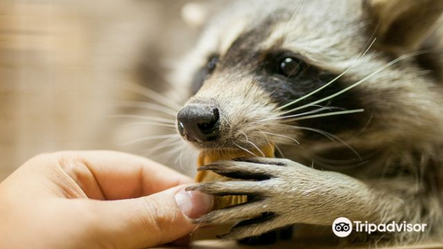 Страна ЕНОТиЯ